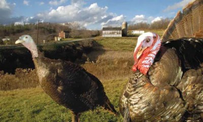 Why The Caged Bird Clings