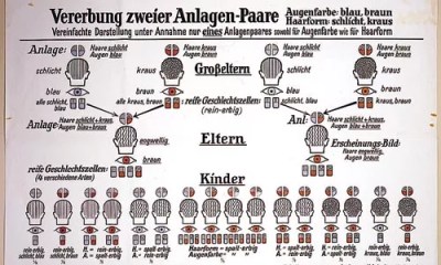At the Warhol, Deadly Medicine shows how Darwin got twisted into eugenics.