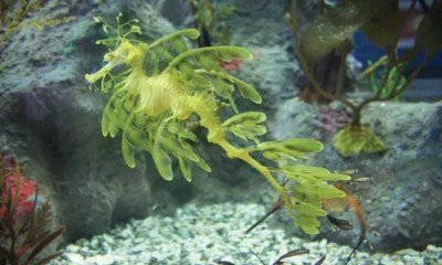 Pittsburgh Zoo and PPG Aquarium