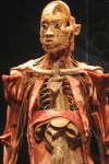 The Carnegie Science Center unveils Bodies … The Exhibition … but what are you seeing?