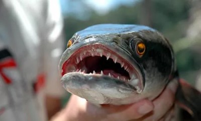 Aquatic Life Gone Wild!