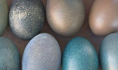 “Doyenne of decay” Rosamond Purcell tackles eggs at Silver Eye.