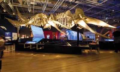 Whales: Tohora tells of whales — and how New Zealand’s people have viewed them over time.