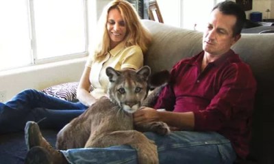 The Elephant in the Living Room