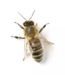 Jim Stein’s bees keep him busy