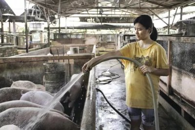 Silk Screen Film Festival