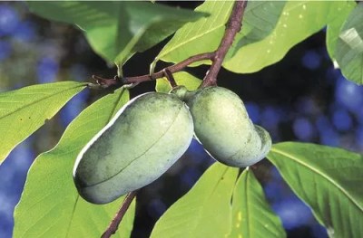 Pawpaw Trees