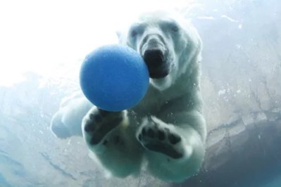 Best Pittsburgh Zoo Animal