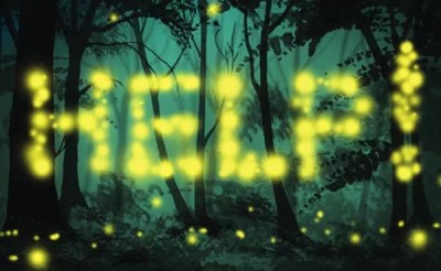 Warning Lights: Rare synchronous fireflies are discovered in Allegheny National Forest — a hotbed of logging and gas-drilling.