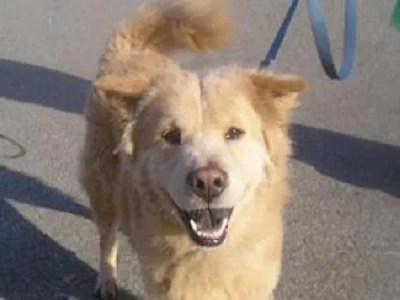 Animal Rescue League needs to be “Liked” in a big way