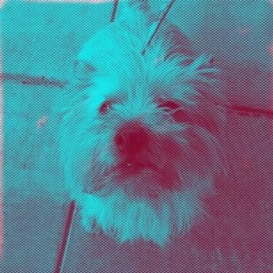 Get Warhol D.I.Y. Pop app for free