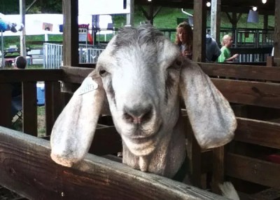 Summer Fairs, Festivals and Special Events