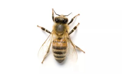 Monthly Burgh Bees event spreads the buzz about urban beekeeping