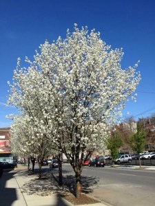 The Callery pear tree has come … when it will finish is another question