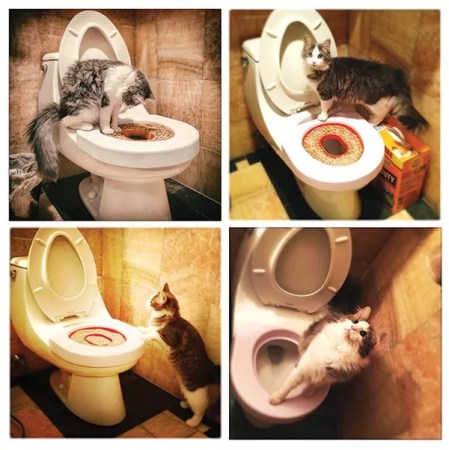 From swimming to potty-training, Lars the cat is one-of-a-kind