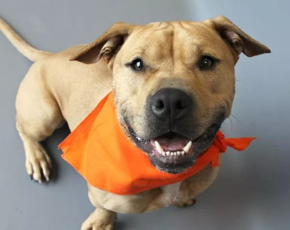 Pet Adoption Resources