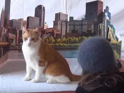 Behind-the-scenes video of City Paper’s cat cover