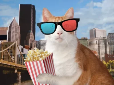 Felines are the stars of the touring Internet Cat Video Festival