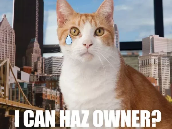 City Paper feline cover model Tiger still available for adoption at Western PA Humane Society