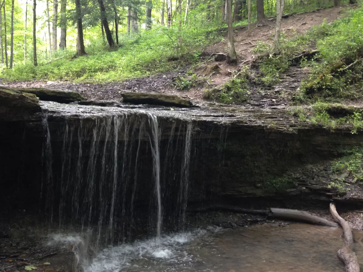 Recycle your holiday tree after the festivities are over