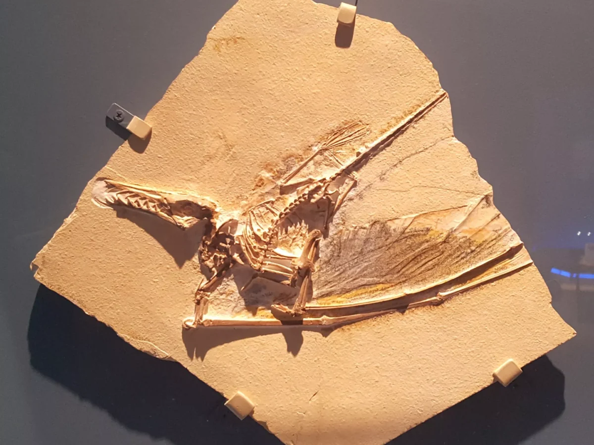 New Pterosaur exhibit brings world-class fossils, casts to Pittsburgh