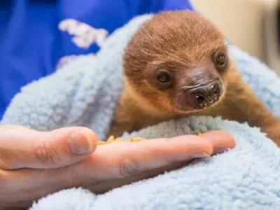 National Aviary in Pittsburgh welcomes baby sloth