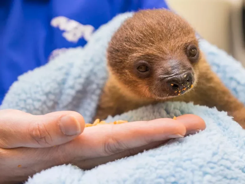 Baby Sloth