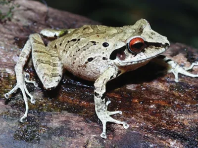 Carnegie Museum researcher completes successful expedition to Peru