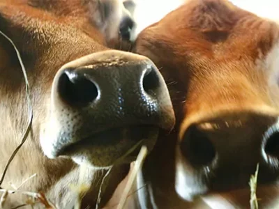 Film Kitchen monthly series for local short film and video