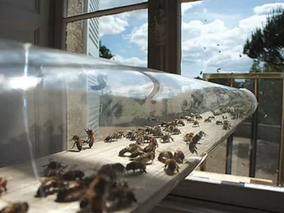 All Around Us, at Wood Street Galleries, explores our relationship with insects