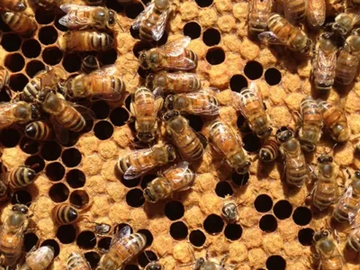 Buzzin’ around Pittsburgh’s beehives with BEEBOY Honey