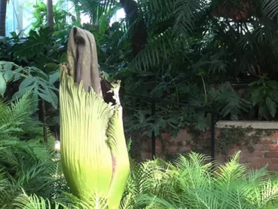 Phipps Conservatory’s corpse flower ‘Romero’ is stinkin’ up Pittsburgh