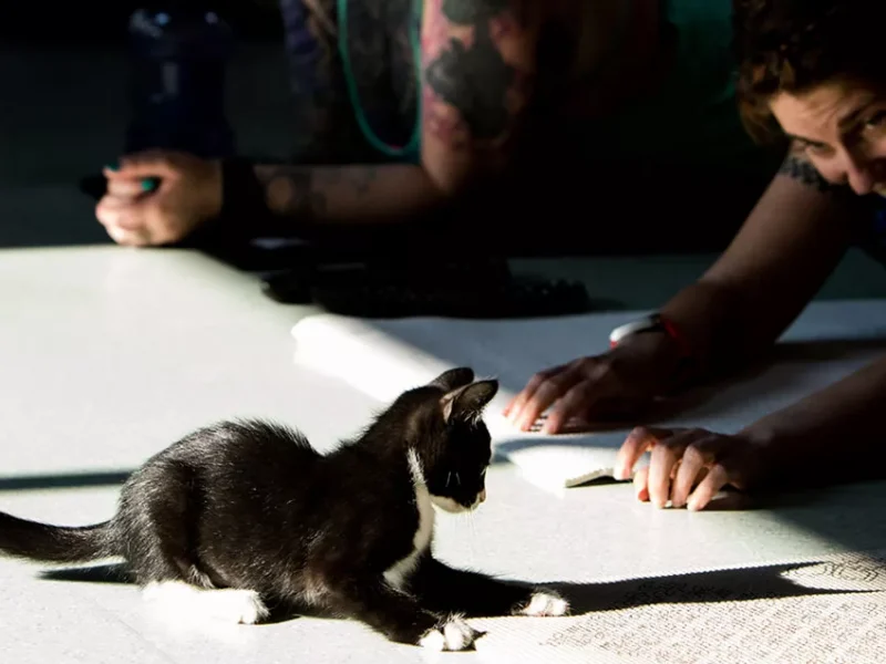 Kitten Yoga