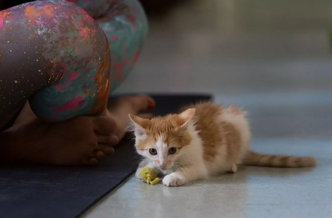 kitten-yoga-03.webp