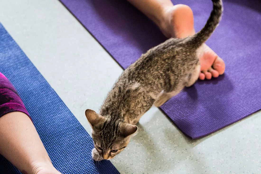 kitten-yoga-12.webp