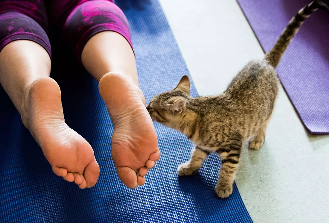 kitten-yoga-13.webp