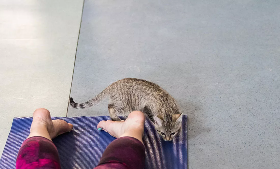 kitten-yoga-14.webp