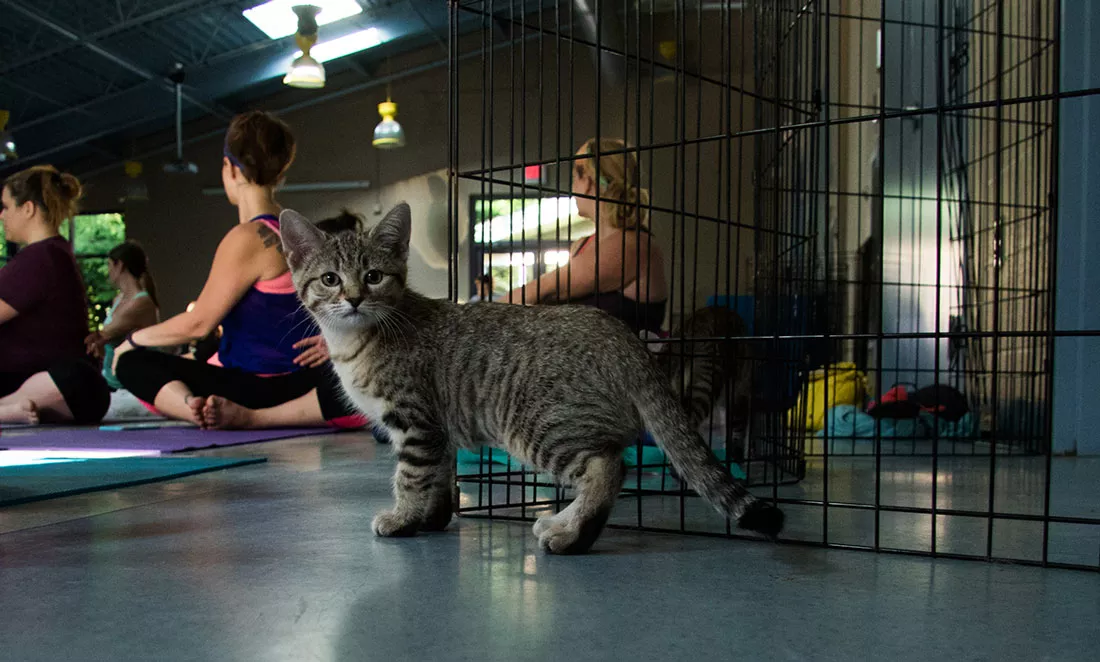 kitten-yoga-19.webp