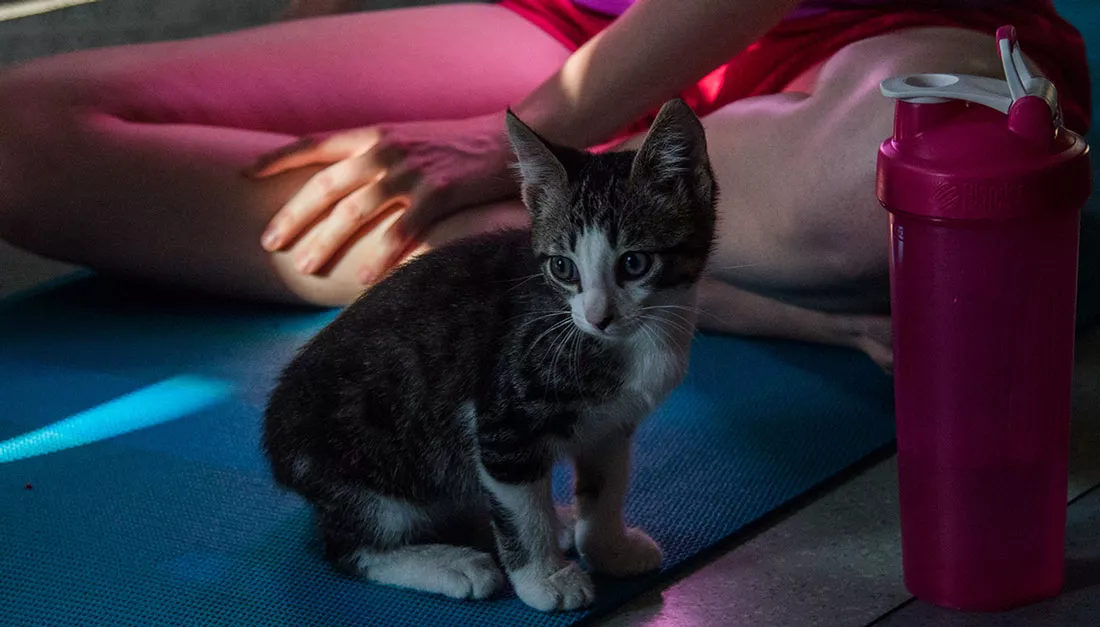 kitten-yoga-20.webp