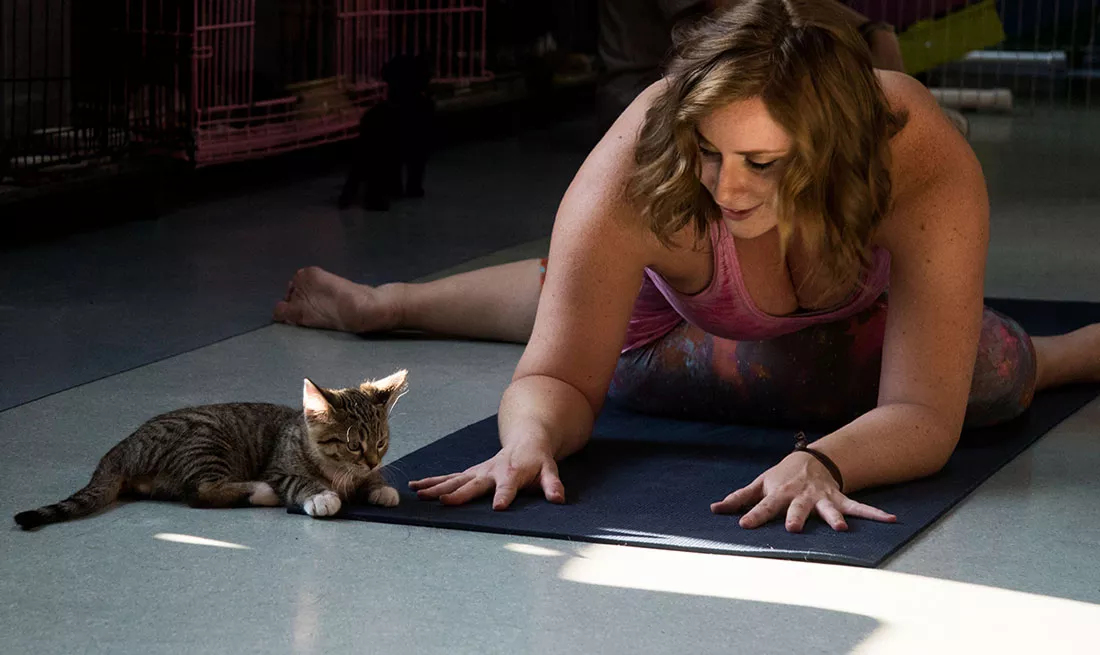 kitten-yoga-22.webp