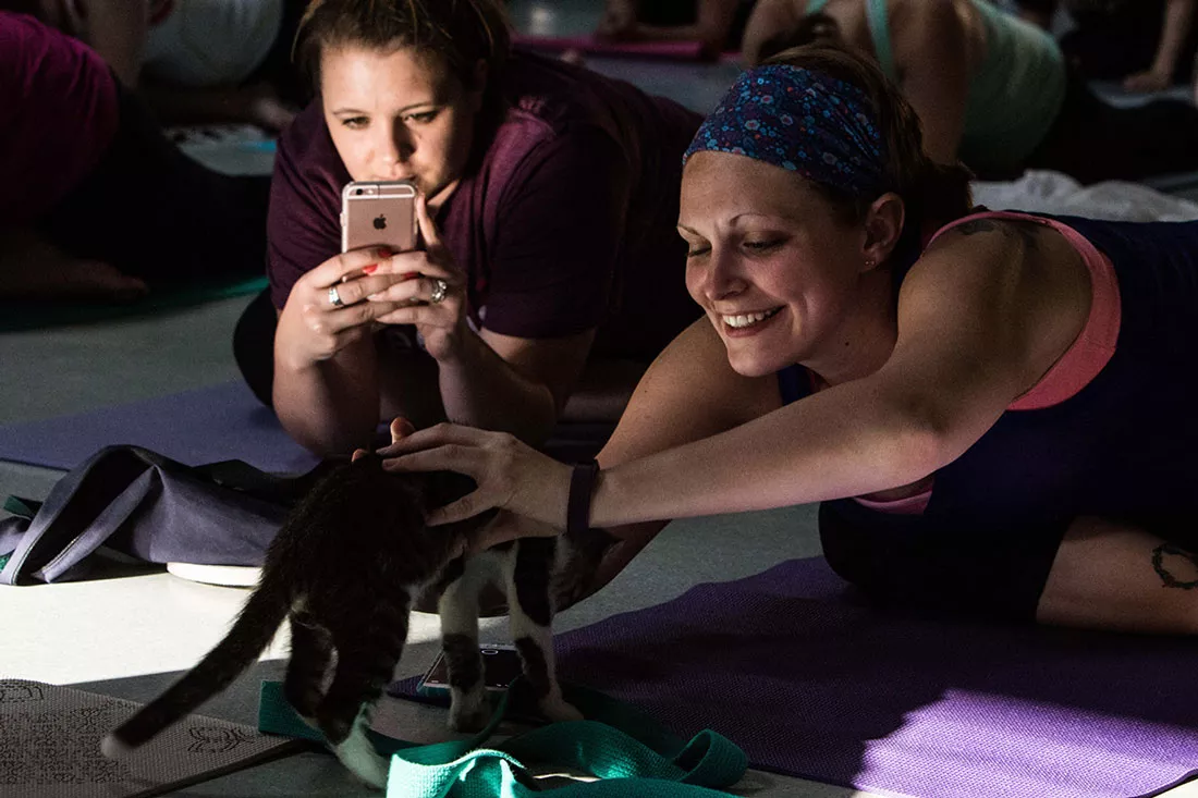 kitten-yoga-24.webp