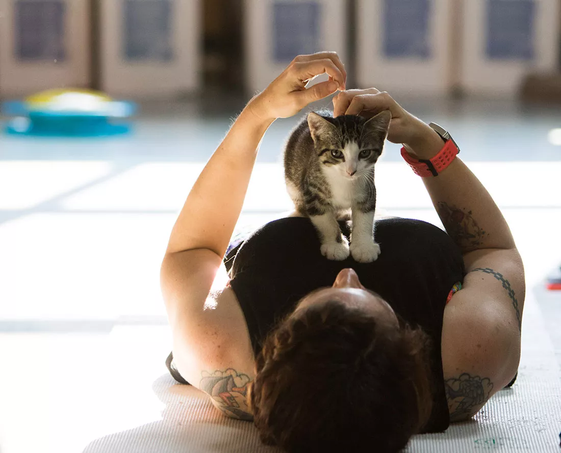kitten-yoga-27.webp