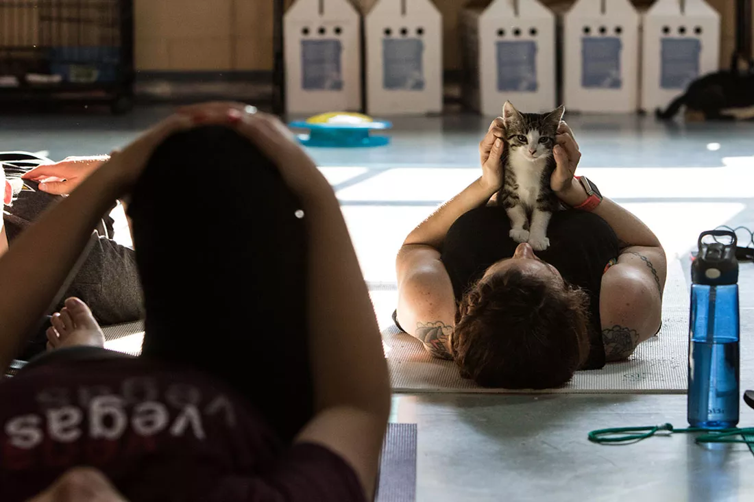 kitten-yoga-28.webp