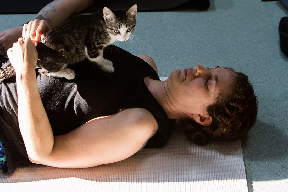 kitten-yoga-29.webp