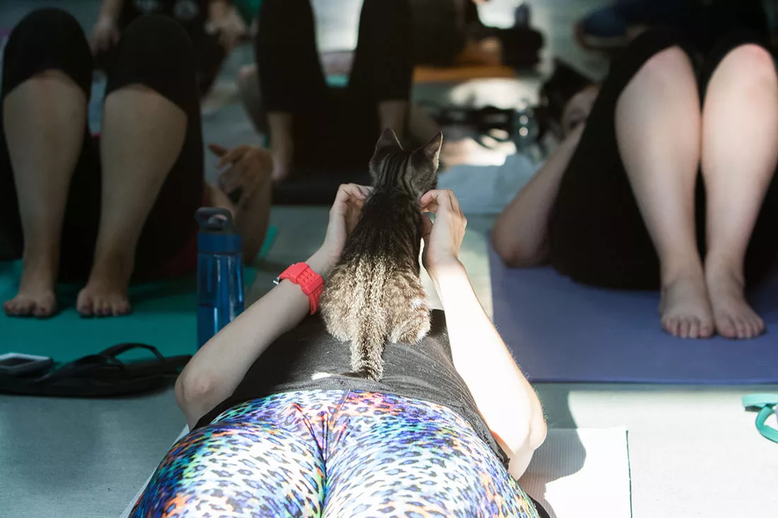kitten-yoga-30.webp