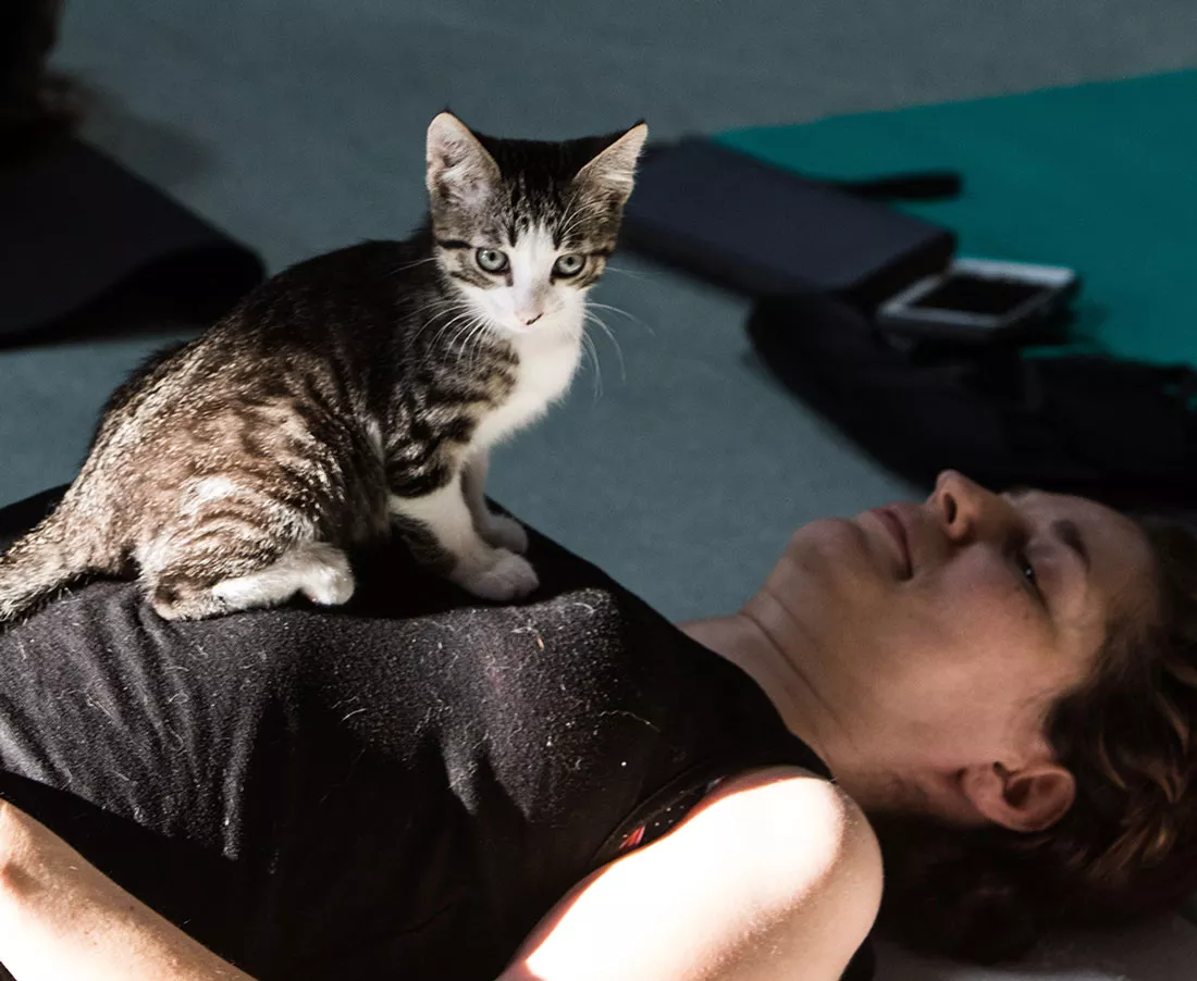 kitten-yoga-31.webp