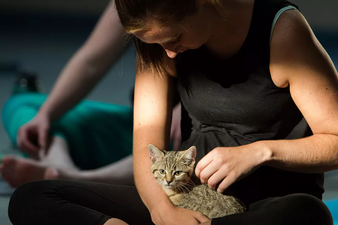 kitten-yoga-33.webp