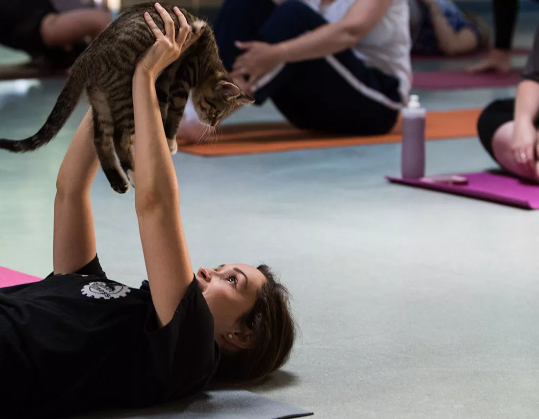 kitten-yoga-34.webp
