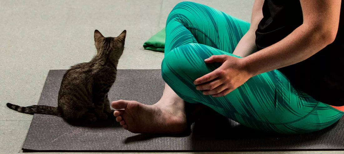 kitten-yoga-36.webp