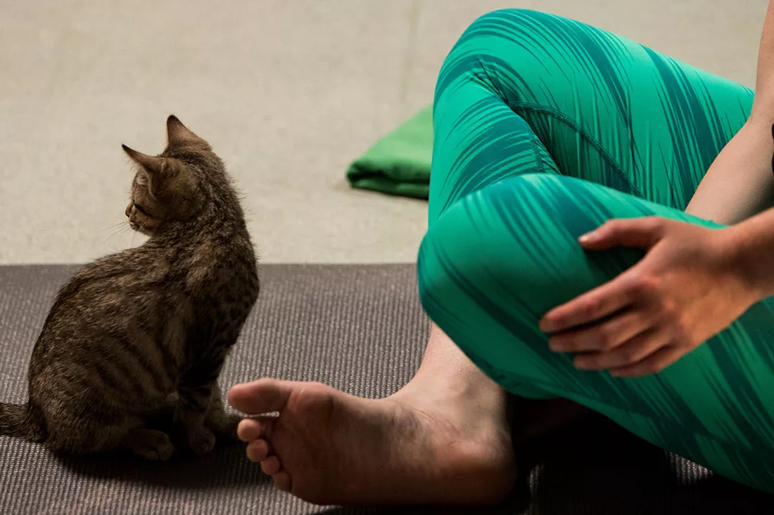 kitten-yoga-37.webp